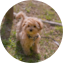 Maltipoo Puppy For Sale - Pilesgrove Pups Maltipoo Puppy For Sale - Pilesgrove Pups